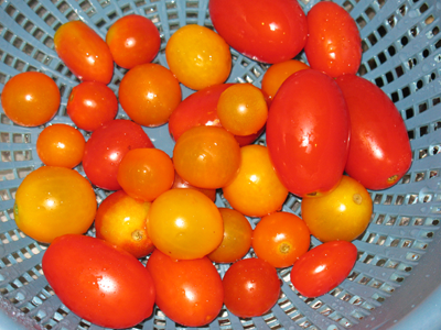 Adventures in CSA year 2 week 10 cherry tomatoes