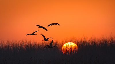 Cranes taking flight