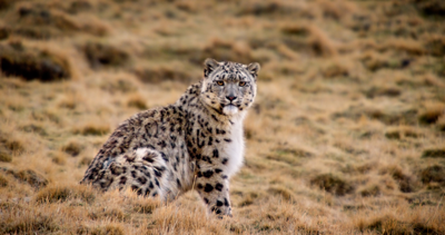 Dawa the snow leopard