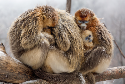 TaoTao the monkey's family huddling together for warmth