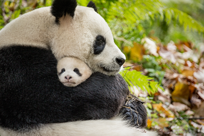 YaYa snuggling with her baby, MeiMei